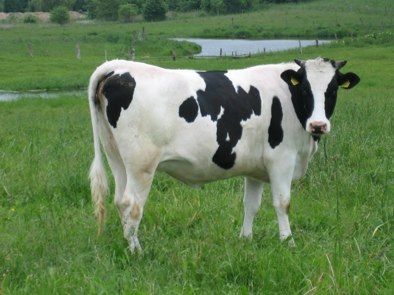jałówki HF