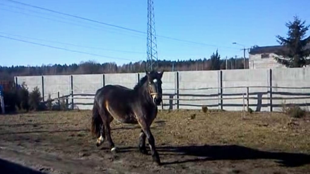 Sprzedam klacz