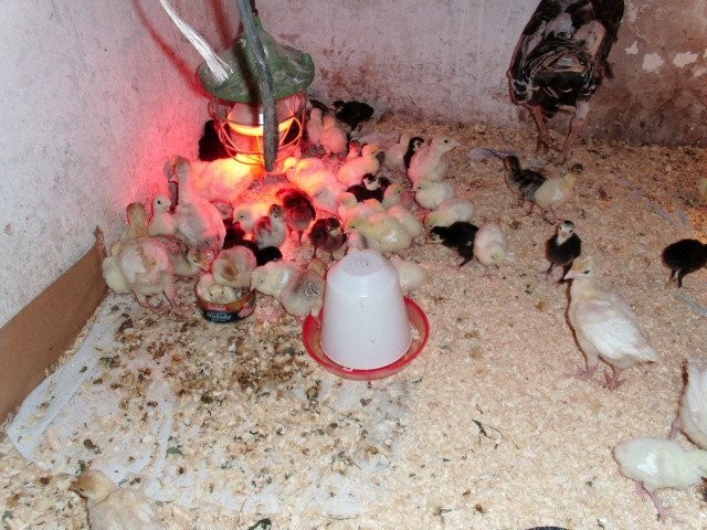 Sprzedam pisklęta indyków odchowanych z naturalnyc — zdjęcie 5