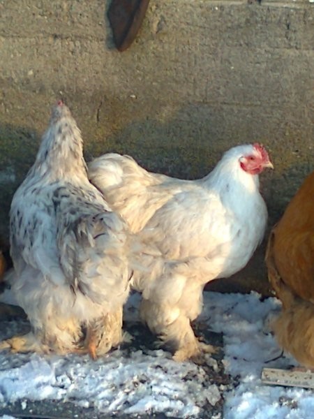 Sprzedam koguty orpingtony, cochiny i minory — zdjęcie 6