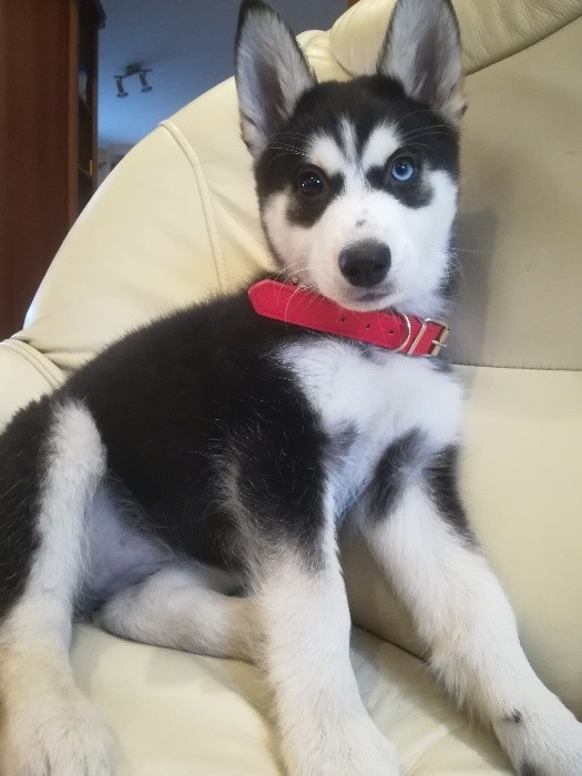 suczka husky