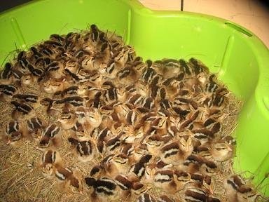 kurczaki zielononóżki, zielononóżka, pisklęta — zdjęcie 1