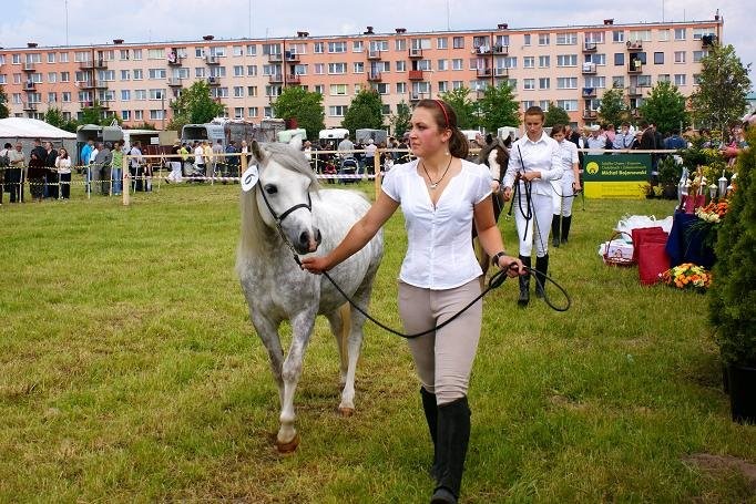Kuc walijski - Sprzedam — zdjęcie 2
