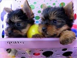 Gorgeous Yorki szczenięta do przyjęcia