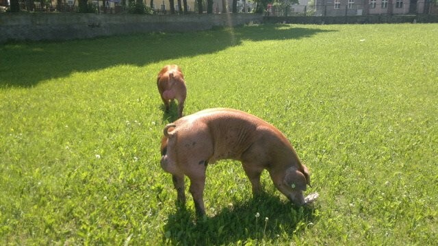loszki knurki rasy PBZ DUROC   DUROC/PIETREN — zdjęcie 1