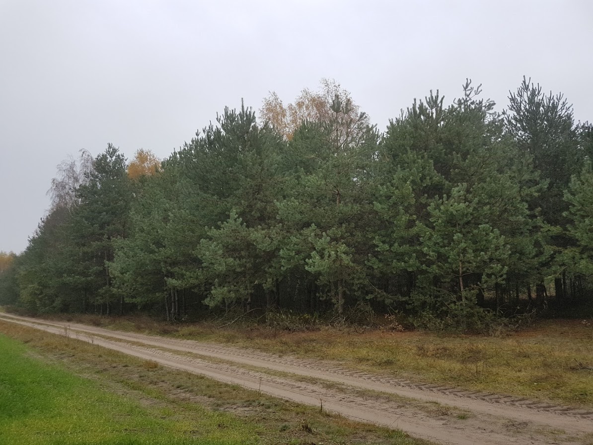 Sprzedam ziemię rolną 3.5 h pod Radomiem (Stromiec) — zdjęcie 3