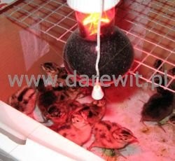 Kwoka grzejna podczerwieni Tanie ogrzewanie pisklą — zdjęcie 2