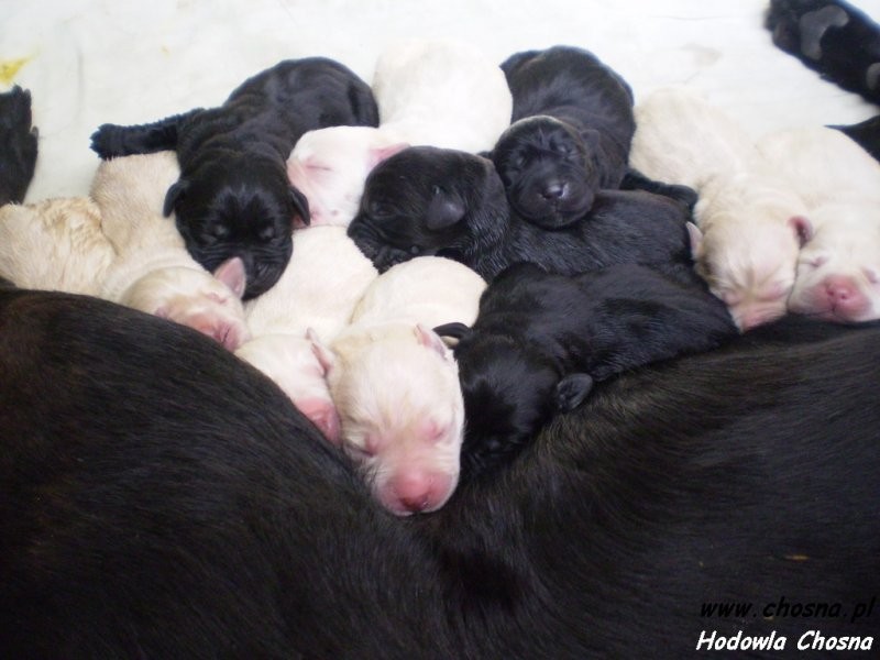 Labrador Retriever szczeniaki z rodowodem — zdjęcie 1