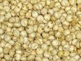 Sprzedam Dari (sorgo białe), bardzo dobra jakość.