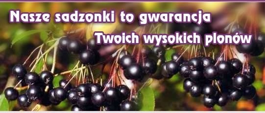 Sadzonki aronii, aronia — zdjęcie 1