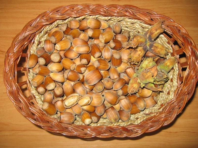 Sprzedam orzechy laskowe