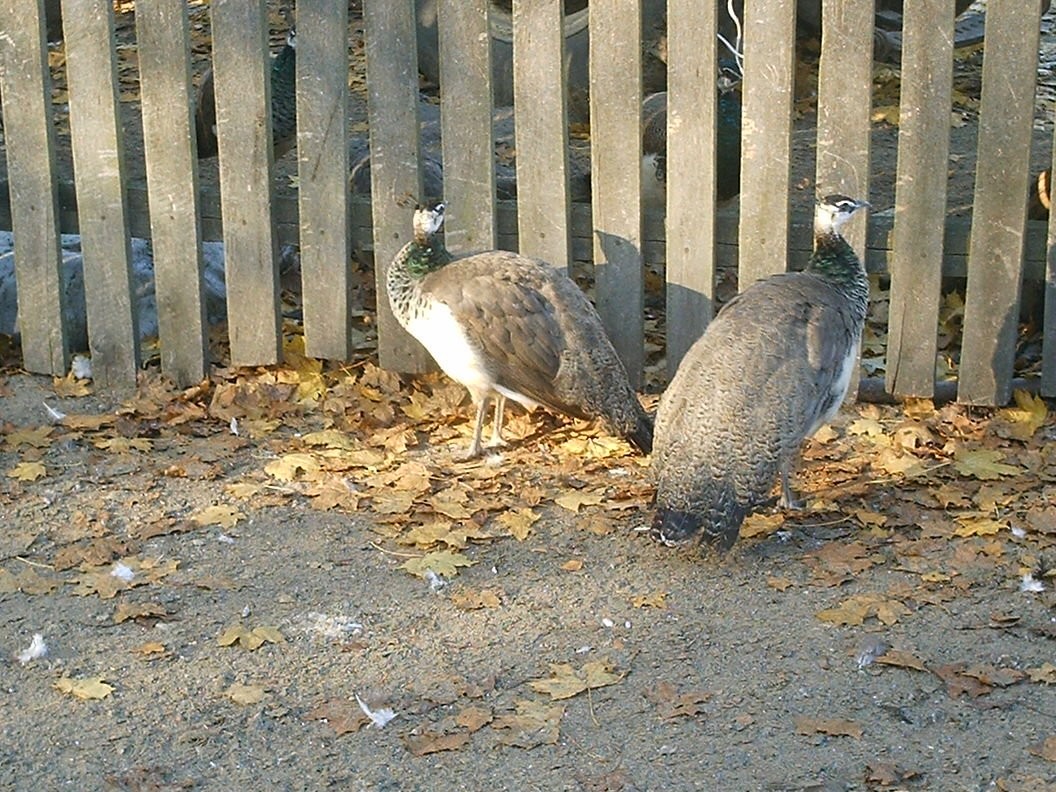 Sprzedam pawie królewskie z 2012r — zdjęcie 1
