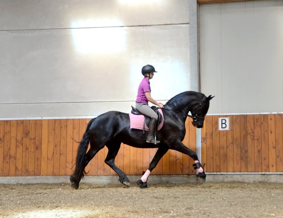 koń friesian na sprzedaż — zdjęcie 1
