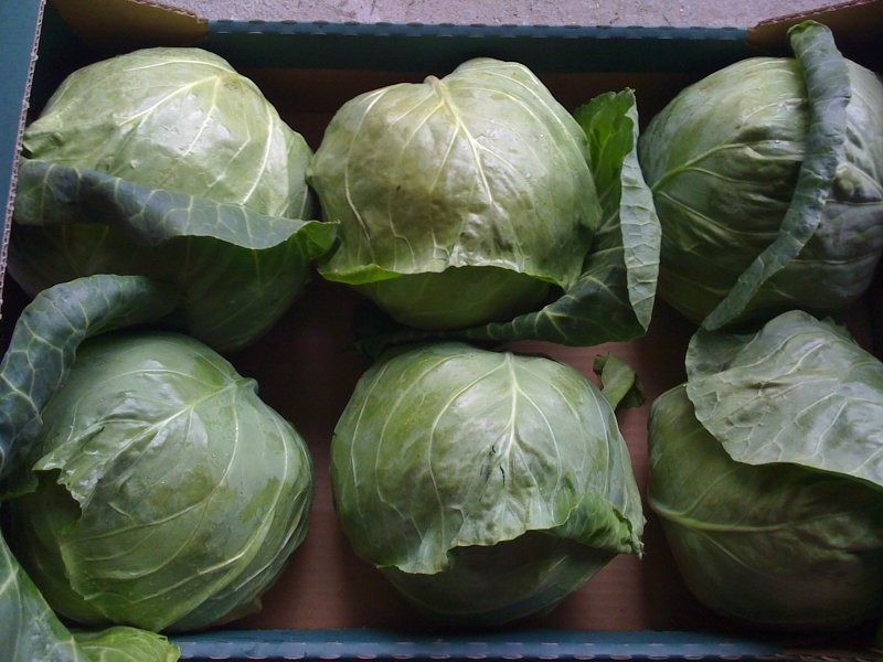 Sprzedam młodą kapustę 0,97 zł /kg — zdjęcie 2