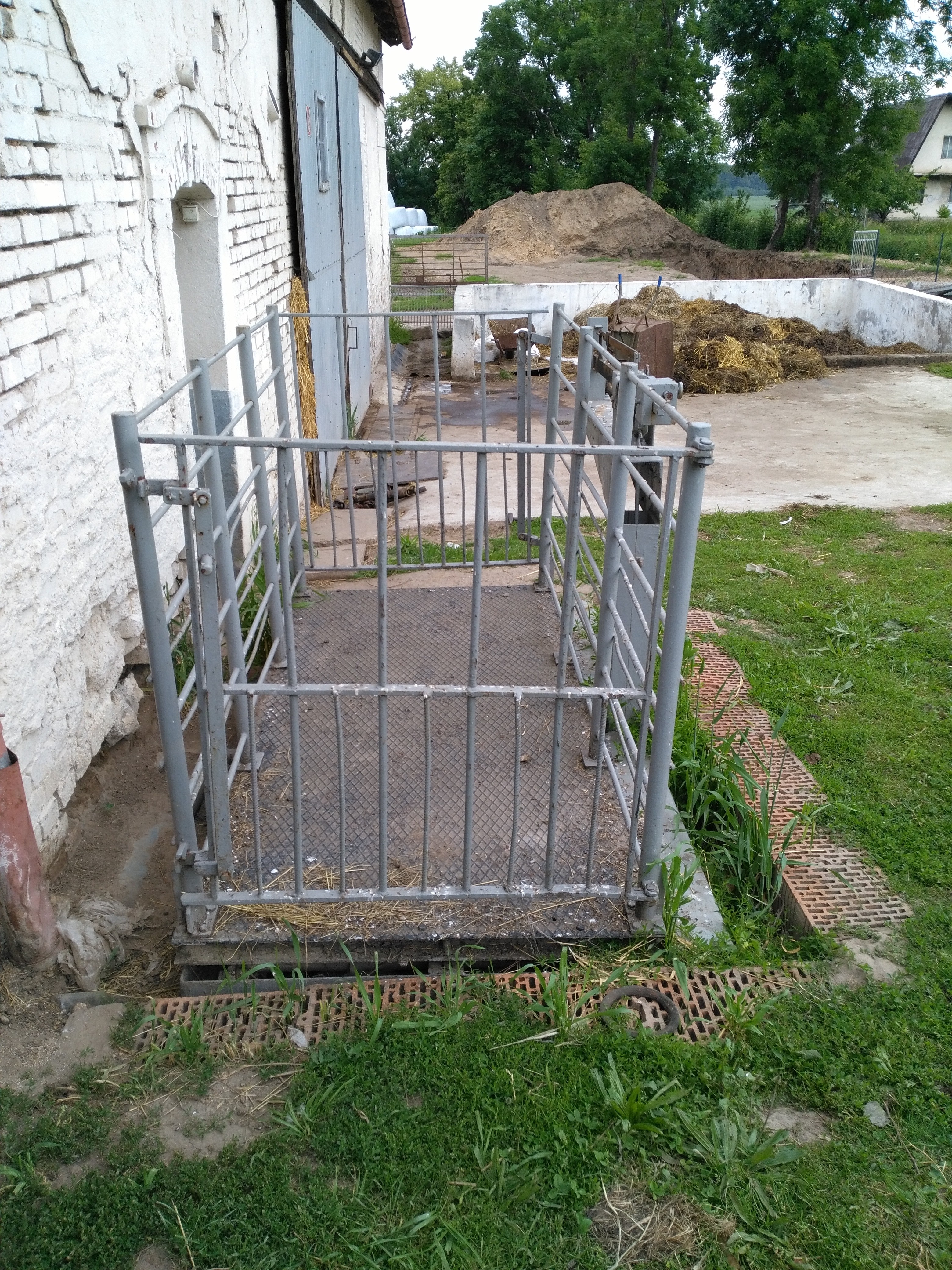 WAGA NA BYDŁO — zdjęcie 3
