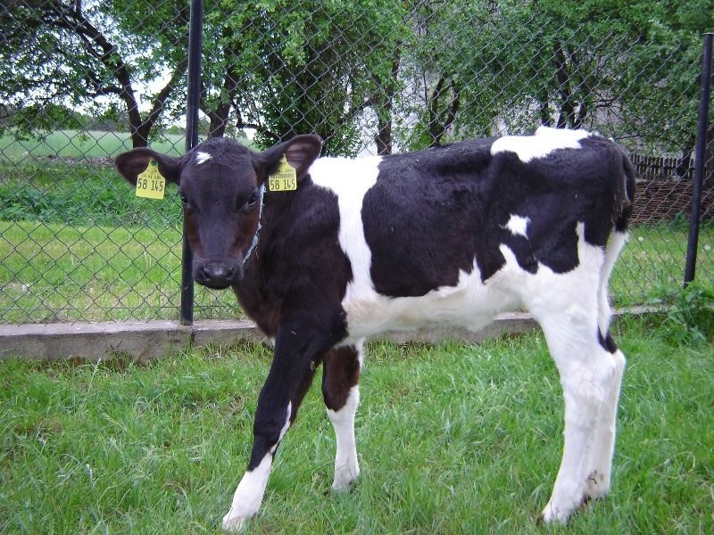 jałówki hodowlane z Niemiec — zdjęcie 3