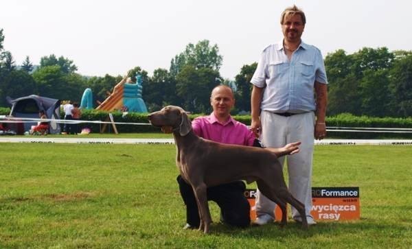 Wyżeł weimarski - weimaraner puppies — zdjęcie 1