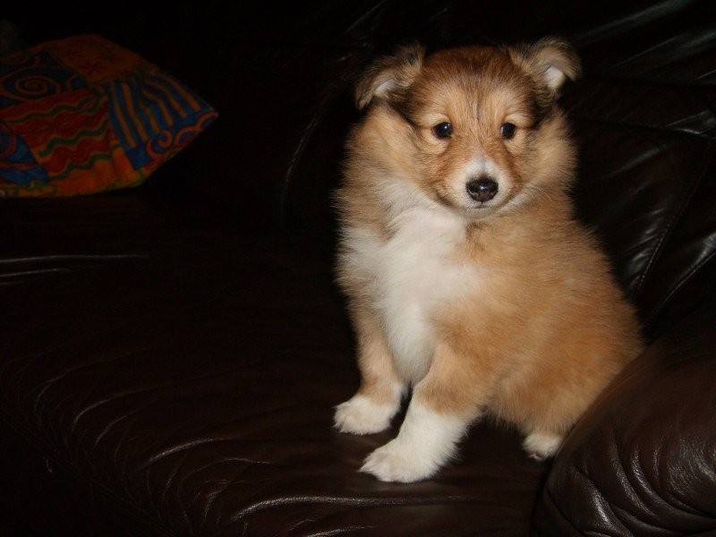 Szczenięta owczarki szetlandzkie sheltie — zdjęcie 3