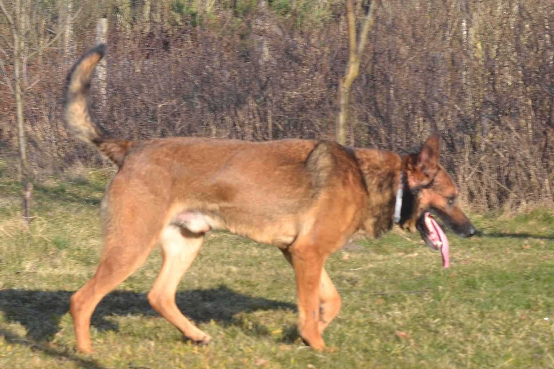 OWCZAREK BELGIJSKI MALINOIS rodowodowy PIES