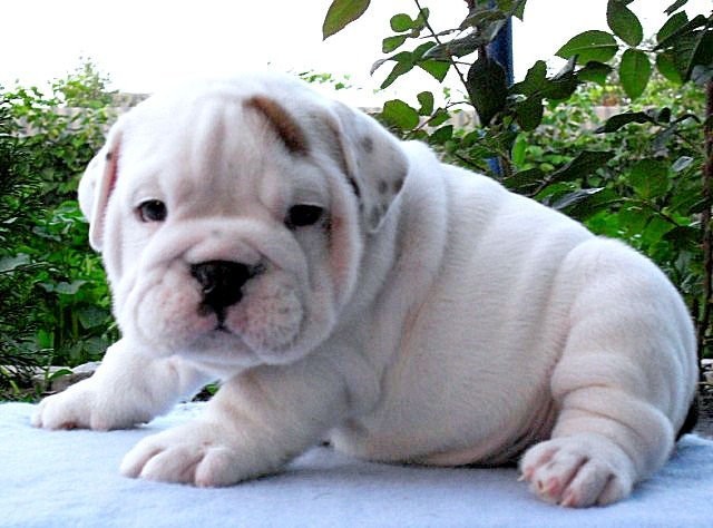 płci męskiej i żeńskiej Angielski bulldog szczenię