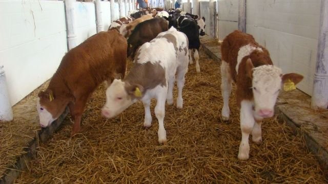 Sprzedaż Cieląt Mięsnych-- Rasowych — zdjęcie 2