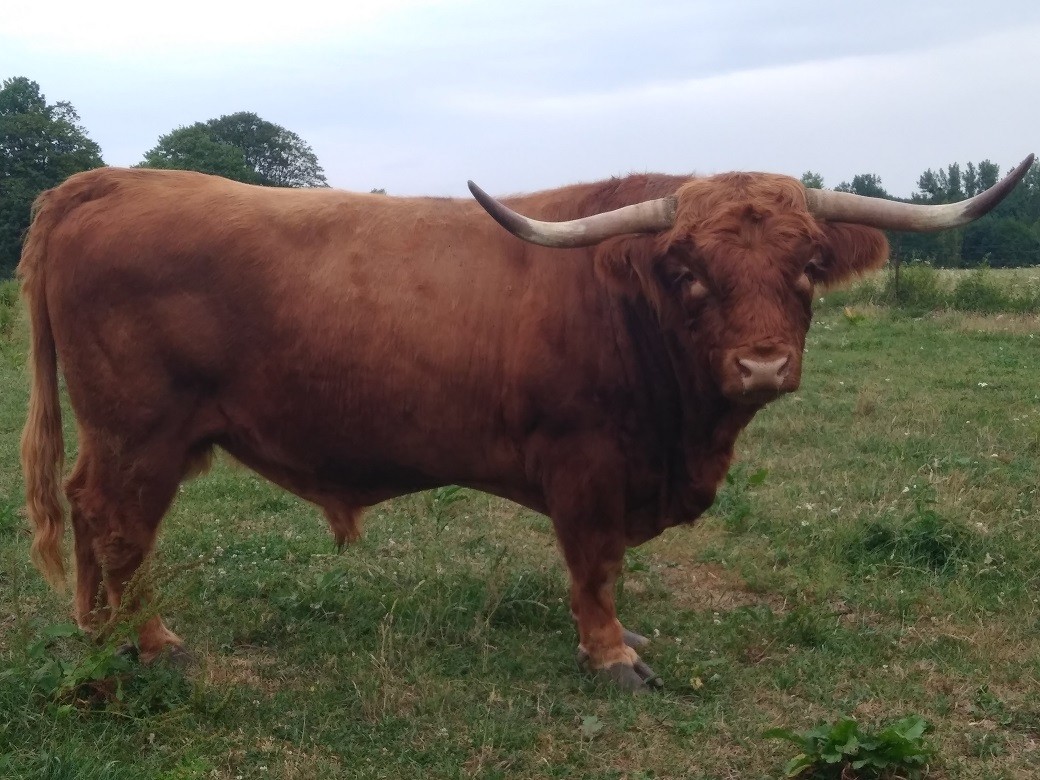 Byk Highland Cattle Szkockie Górskie Rozpłodowy Półtusza Wołowina — zdjęcie 5