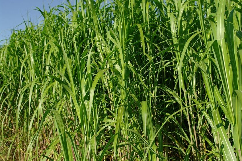 Miskantus – plantacje energetyczne, sadzonki, fina