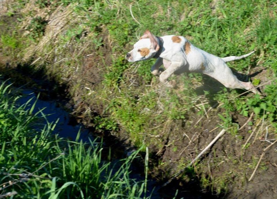 MAMY SZCZENIĘTA - English Pointer...!  — zdjęcie 4