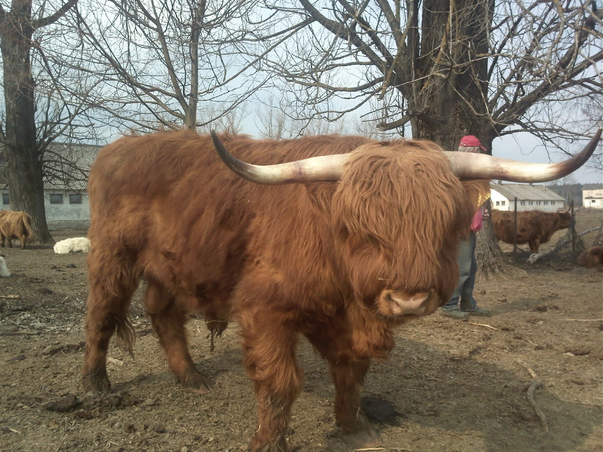 Highland Cattle szkockie byki buhaje — zdjęcie 2