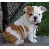 angielski bulldog