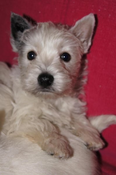 West highland white terrier z hodowli Geslander — zdjęcie 2