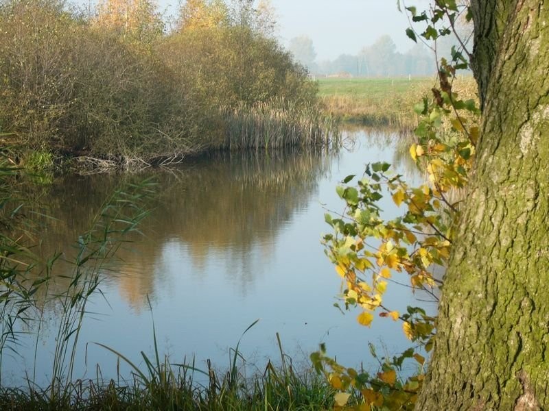 Sprzedam siedlisko, budynki,działkę, staw — zdjęcie 3