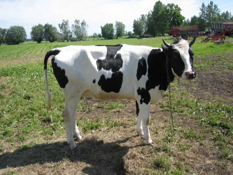 Jałówki  hodowlane HF - Holstein Friesian - młode