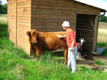 Jałówka Highland Cattle — zdjęcie 2