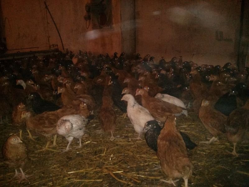 KURY NIOSKI KOKOSZKI OGÓLNOUŻYTKOWE ODCHOWANE — zdjęcie 2