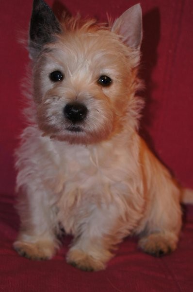West highland white terrier z hodowli Geslander — zdjęcie 6