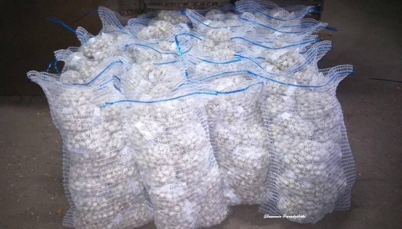 cebula dymka ŻÓŁTA CZERWONA BIAŁA - PRODUCENT — zdjęcie 3