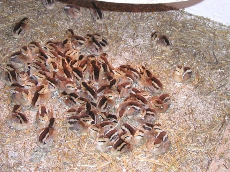Zielononóżka kuropatwiana — zdjęcie 2