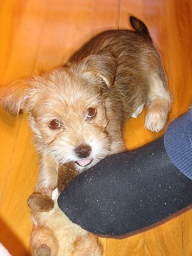 Yorki, hodowla mieszanka do dobrego domu.