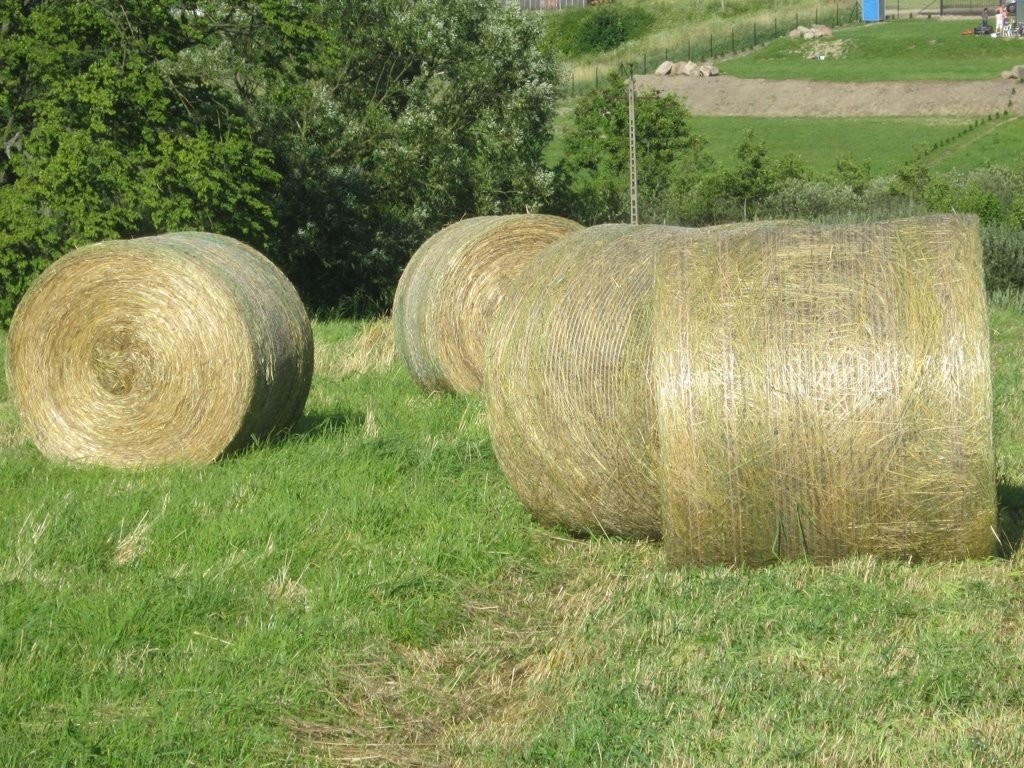 SPRZEDAM SIANO DLA KONI, 200 zł/tona — zdjęcie 1