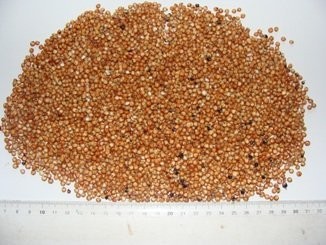 Sprzedam sorgo DDU
