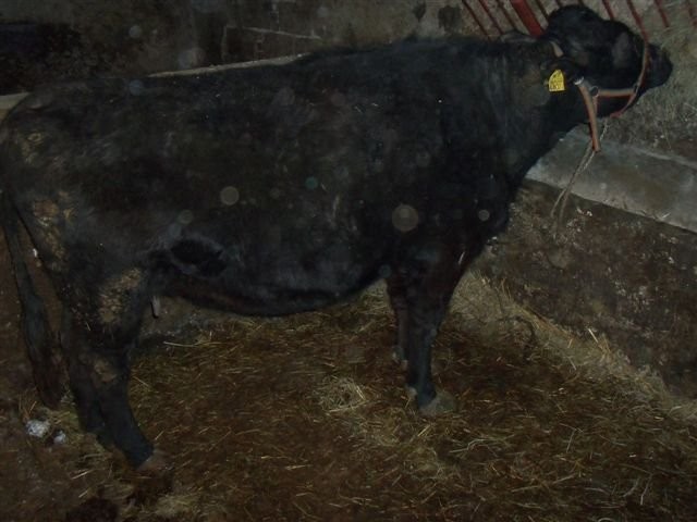 Krowa wysokocielna — zdjęcie 2