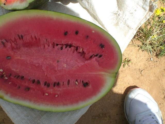 Arbuz, melon, ostra papryka, pomidory, dynia- hurt