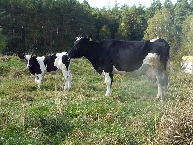 Krowa mleczna z cielakiem gratis — zdjęcie 1