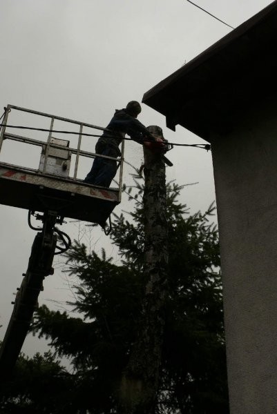 WYCINKA,PRZESADZANIE,NAWADNIANIE,PROJEKTOWANIE — zdjęcie 4