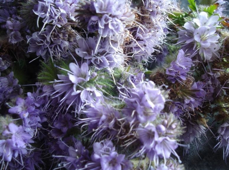 Phacelia - Beste Qualitaet