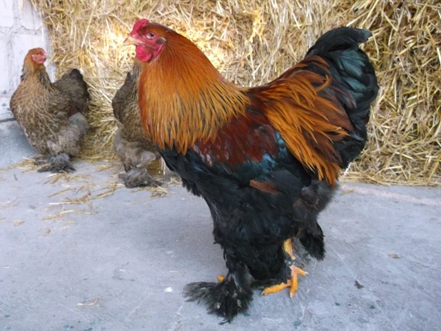 Brahma kuropatwiana brahmy drób jajka jaja kurczaki kura  — zdjęcie 1