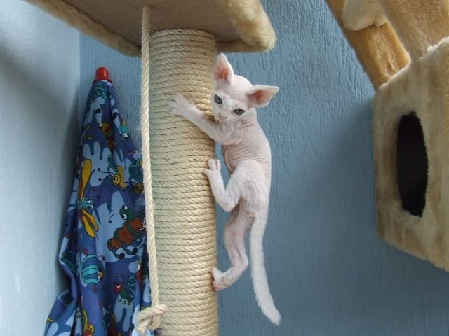 Biała koteczka Devon Rex — zdjęcie 2