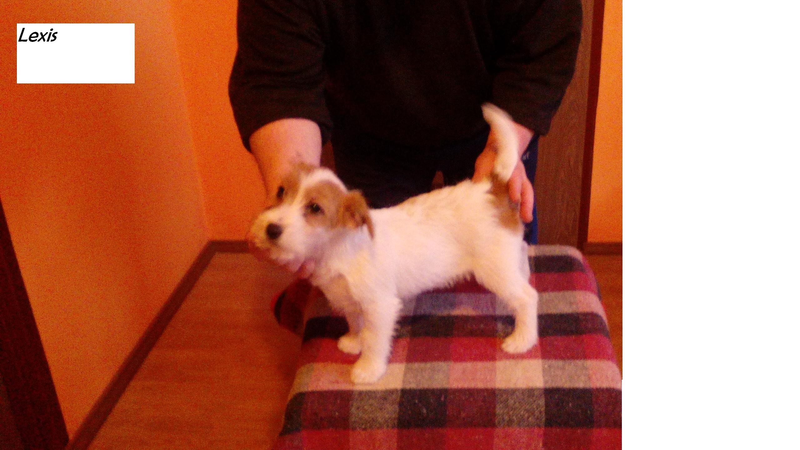 Jack Russell Terrier — zdjęcie 3
