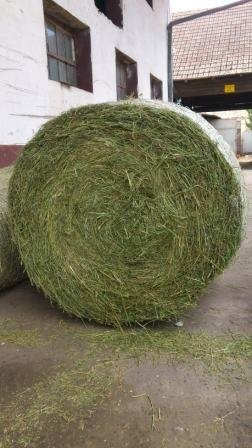 Kupię siano z Lucerny, lucernę — zdjęcie 1